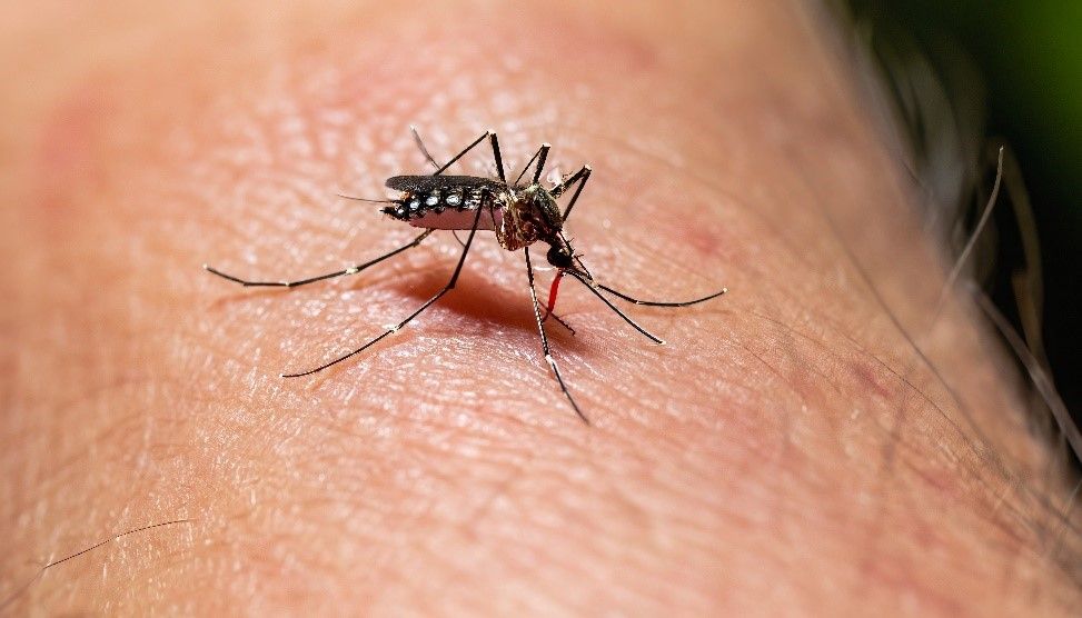 Día Internacional Contra El Dengue 2023
